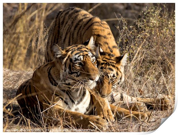 Tiger and Cub, India Print by Alan Crawford