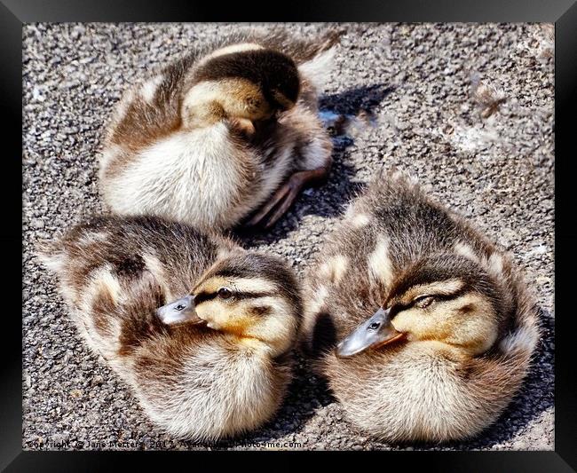 Three Ducklings Framed Print by Jane Metters