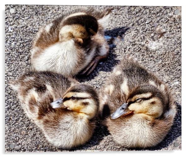 Three Ducklings Acrylic by Jane Metters