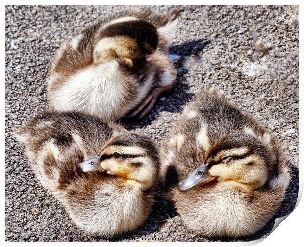 Three Ducklings Print by Jane Metters