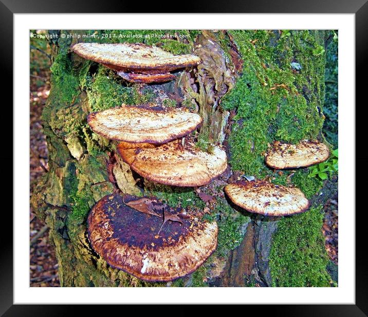 Fungi Tree Framed Mounted Print by philip milner