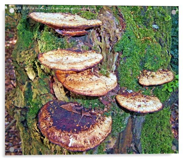 Fungi Tree Acrylic by philip milner