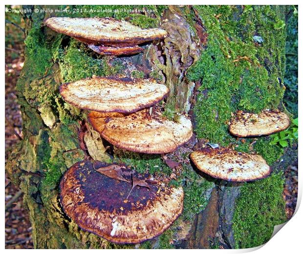 Fungi Tree Print by philip milner