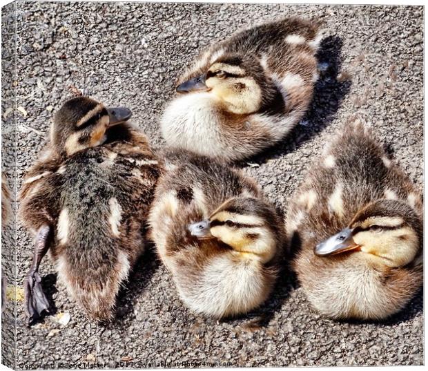 Four Baby Ducklings Canvas Print by Jane Metters