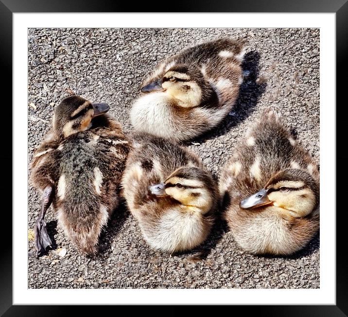 Four Baby Ducklings Framed Mounted Print by Jane Metters