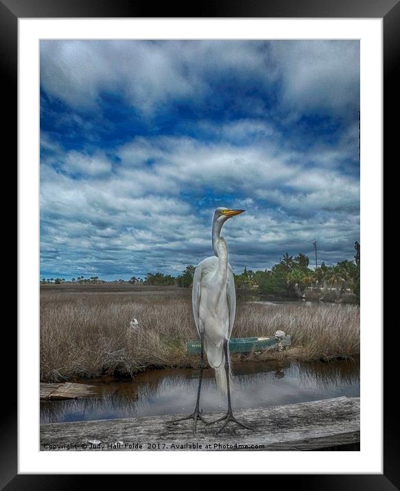Great Egret Framed Mounted Print by Judy Hall-Folde