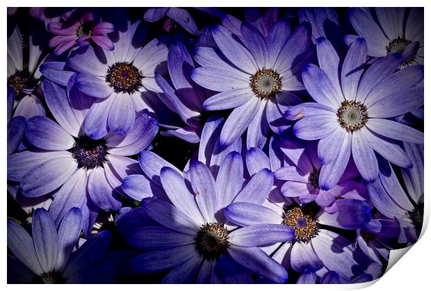 Bold purple flowers                                Print by Sue Bottomley