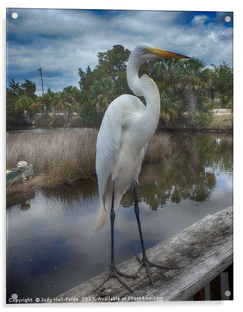 Charlie the Great Egret Acrylic by Judy Hall-Folde