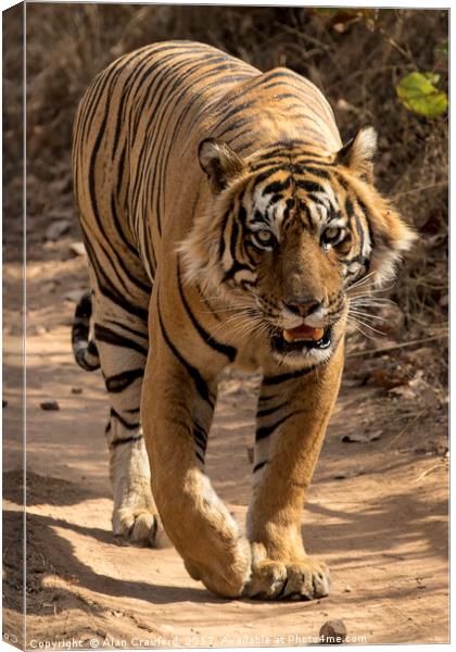 Bengal Tiger Canvas Print by Alan Crawford