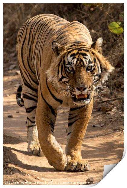 Bengal Tiger Print by Alan Crawford