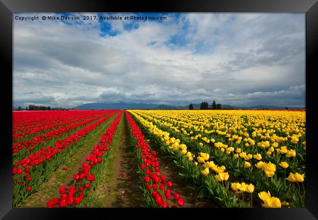 Yellow and Red Framed Print by Mike Dawson