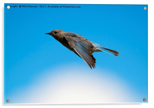 Mountain Bluebird Glide Acrylic by Mike Dawson