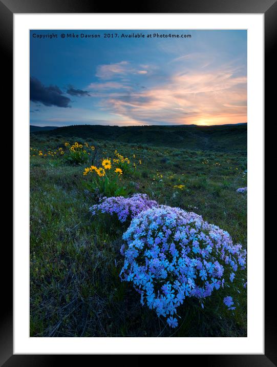 Phlox Sunset Framed Mounted Print by Mike Dawson