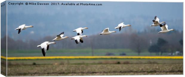 Nine Geese a Flaying Canvas Print by Mike Dawson