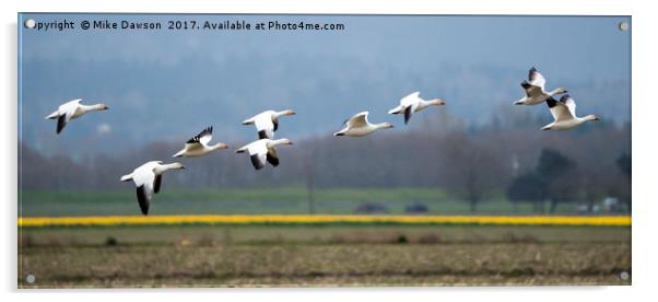 Nine Geese a Flaying Acrylic by Mike Dawson