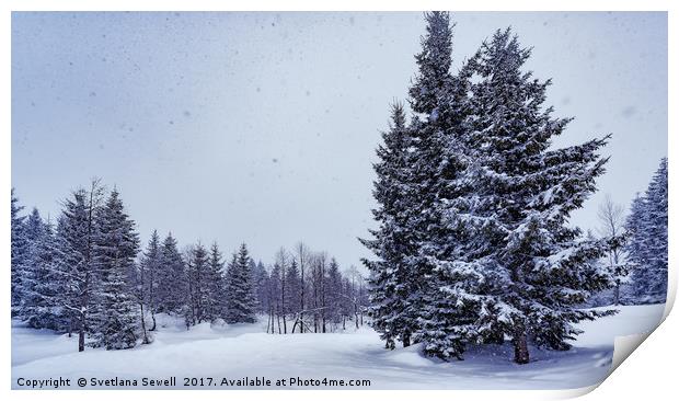 Snow is Falling  Print by Svetlana Sewell