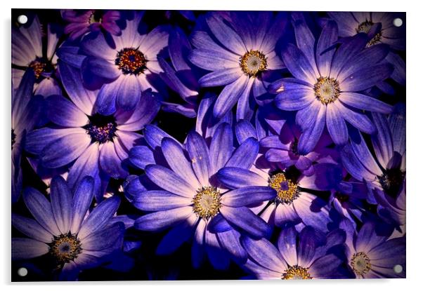 Wild Bold Purple Flora                             Acrylic by Sue Bottomley