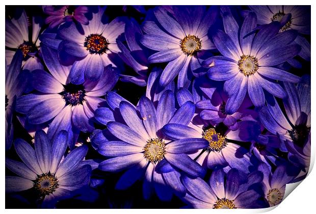 Wild Bold Purple Flora                             Print by Sue Bottomley