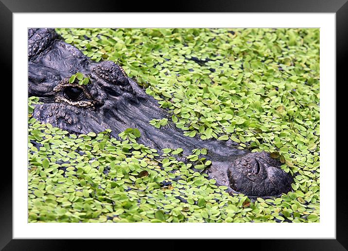 Alligator portrait Framed Mounted Print by Tony Bates