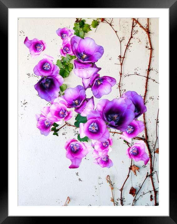 Majestic Purple Climber Framed Mounted Print by Beryl Curran
