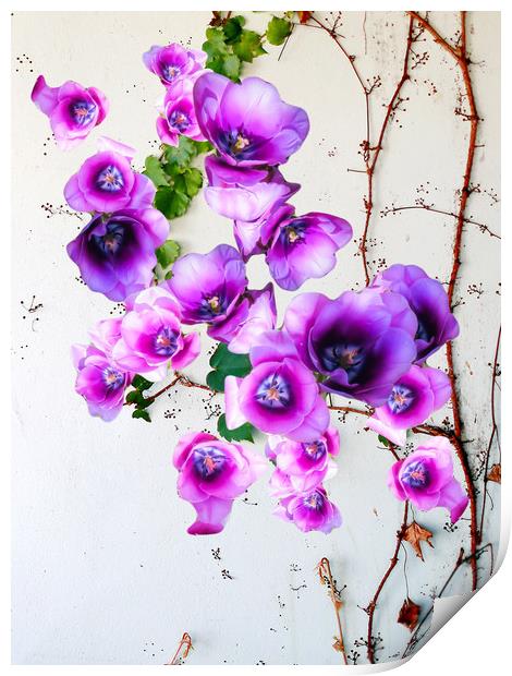 Majestic Purple Climber Print by Beryl Curran
