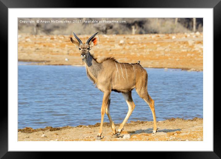 Young male kudu at the waterhole Framed Mounted Print by Angus McComiskey