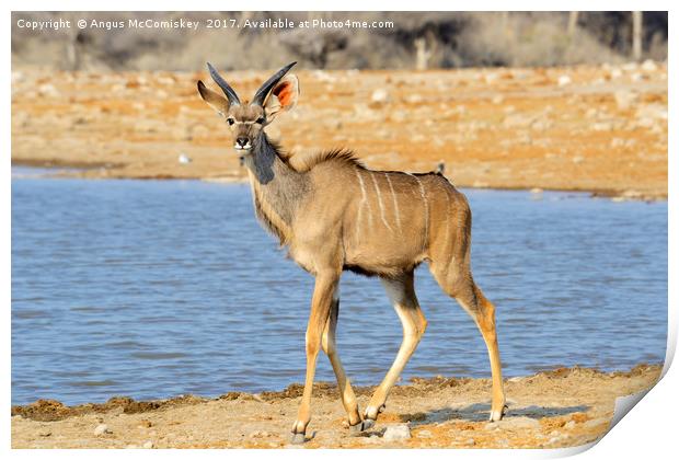 Young male kudu at the waterhole Print by Angus McComiskey