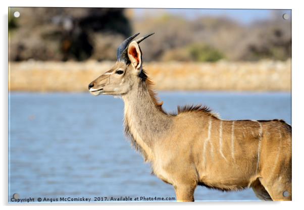 Portrait of a young male kudu Acrylic by Angus McComiskey