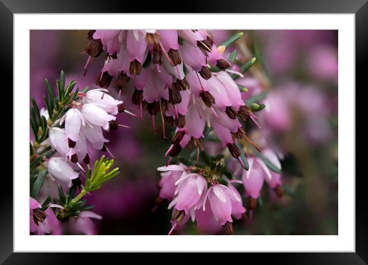 Pink Heather Framed Mounted Print by Jennifer Higgs
