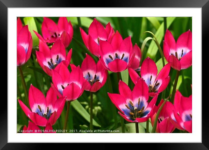 Miniature tulip "Little Gem" Framed Mounted Print by ROS RIDLEY