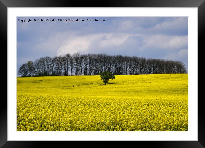 Field of Yellow Framed Mounted Print by Peter Zabulis