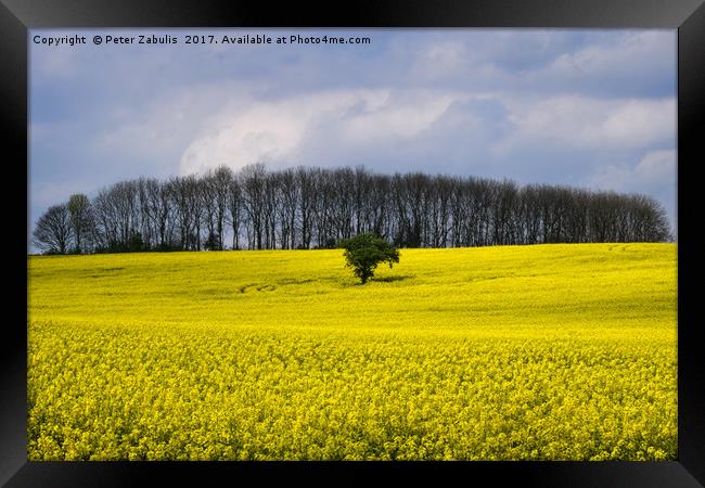 Field of Yellow Framed Print by Peter Zabulis