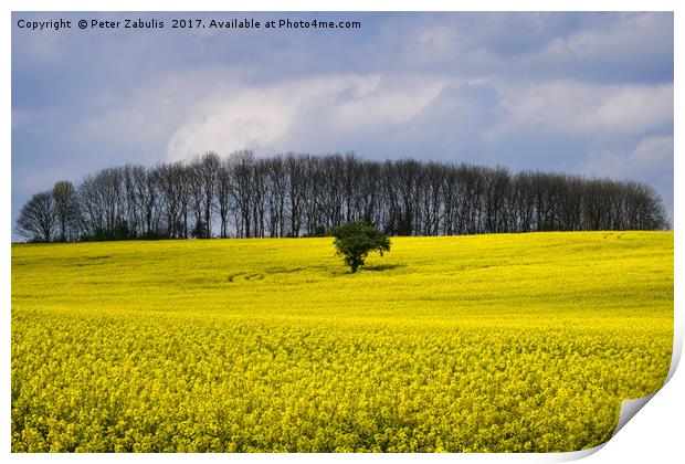 Field of Yellow Print by Peter Zabulis