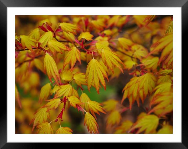 Maple Framed Mounted Print by Victor Burnside