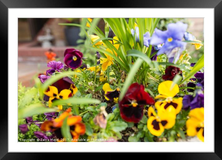 Garden Plants spilling colour Framed Mounted Print by Zahra Majid