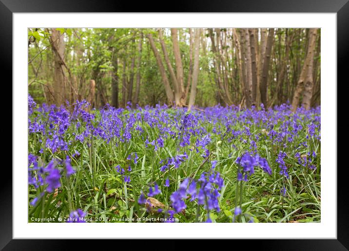 BlueBell Fields of Lilac Framed Mounted Print by Zahra Majid