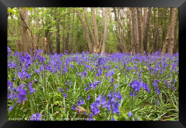 BlueBell Fields of Lilac Framed Print by Zahra Majid
