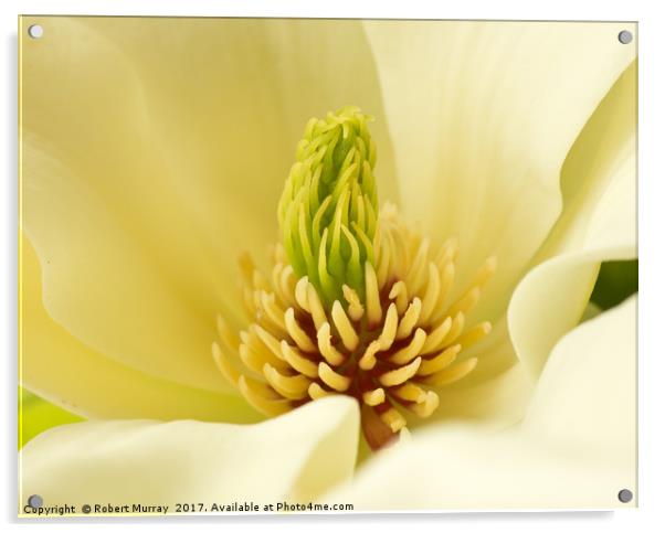 Magnolia Macro Acrylic by Robert Murray