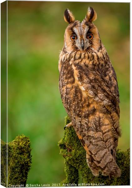 Long Eared Owl Canvas Print by Sorcha Lewis