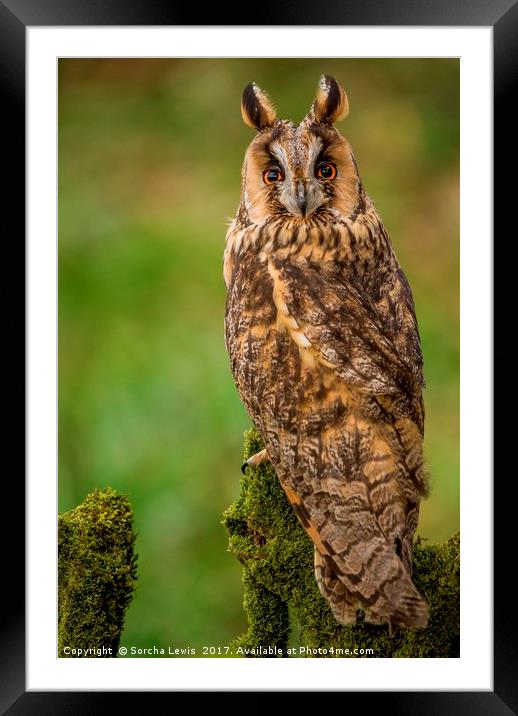 Long Eared Owl Framed Mounted Print by Sorcha Lewis