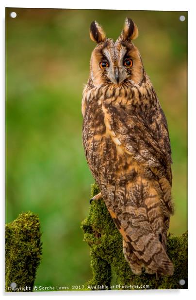 Long Eared Owl Acrylic by Sorcha Lewis