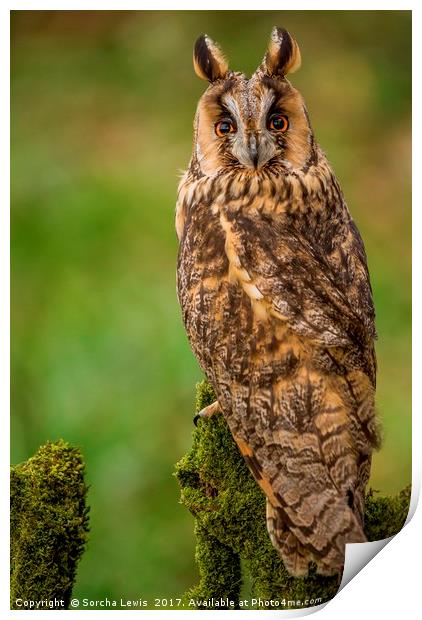 Long Eared Owl Print by Sorcha Lewis