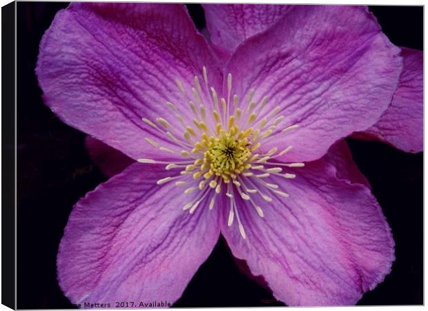 Clematis Flowers Canvas Print by Jane Metters