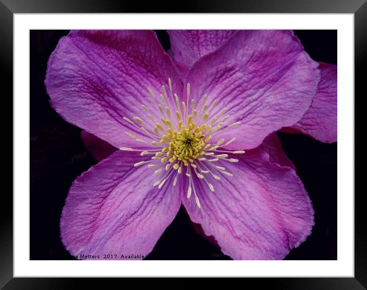 Clematis Flowers Framed Mounted Print by Jane Metters