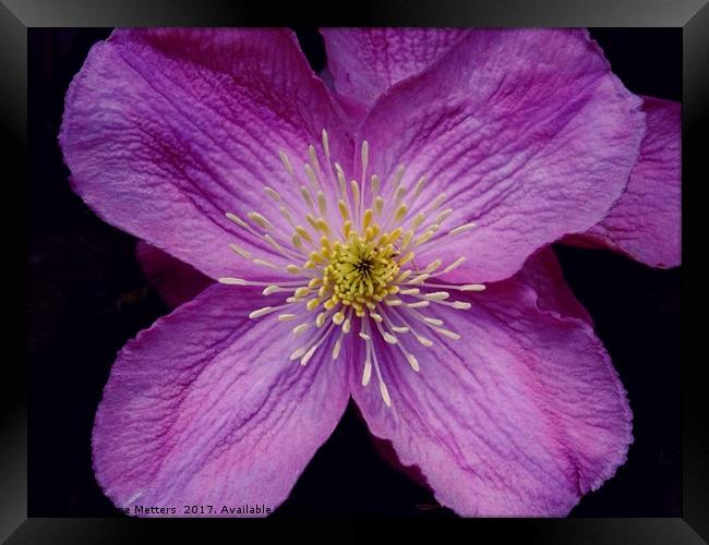Clematis Flowers Framed Print by Jane Metters