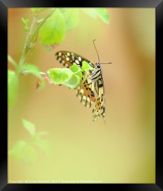 Butterfly Framed Print by Julian Mitchell