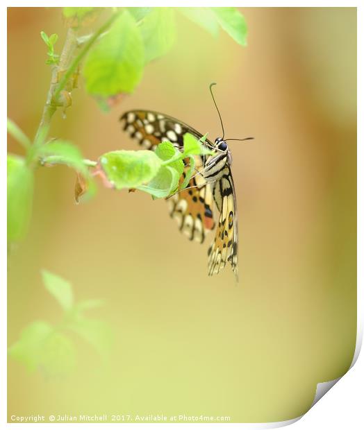 Butterfly Print by Julian Mitchell