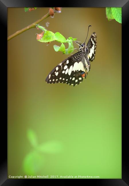 Butterfly Framed Print by Julian Mitchell