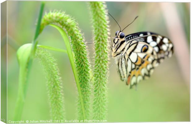 Butterfly Canvas Print by Julian Mitchell