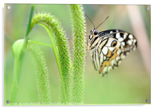 Butterfly Acrylic by Julian Mitchell